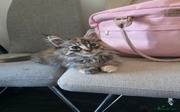 Maine Coon cats for sale: 💗Stunning maincoon kitten willow 💗 - Image 2