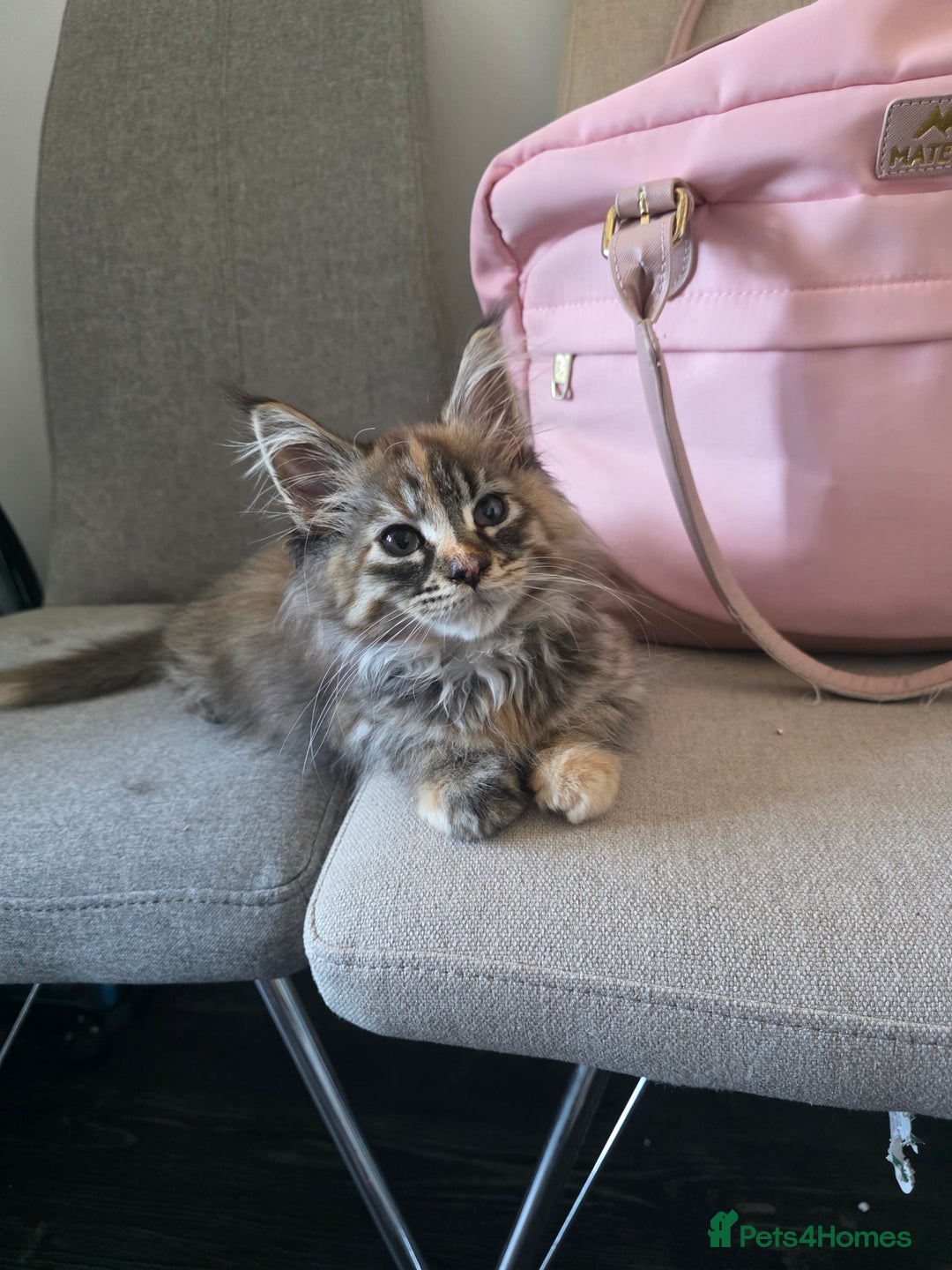 Maine Coon cats for sale: 💗Stunning maincoon kitten willow 💗 - Image 2