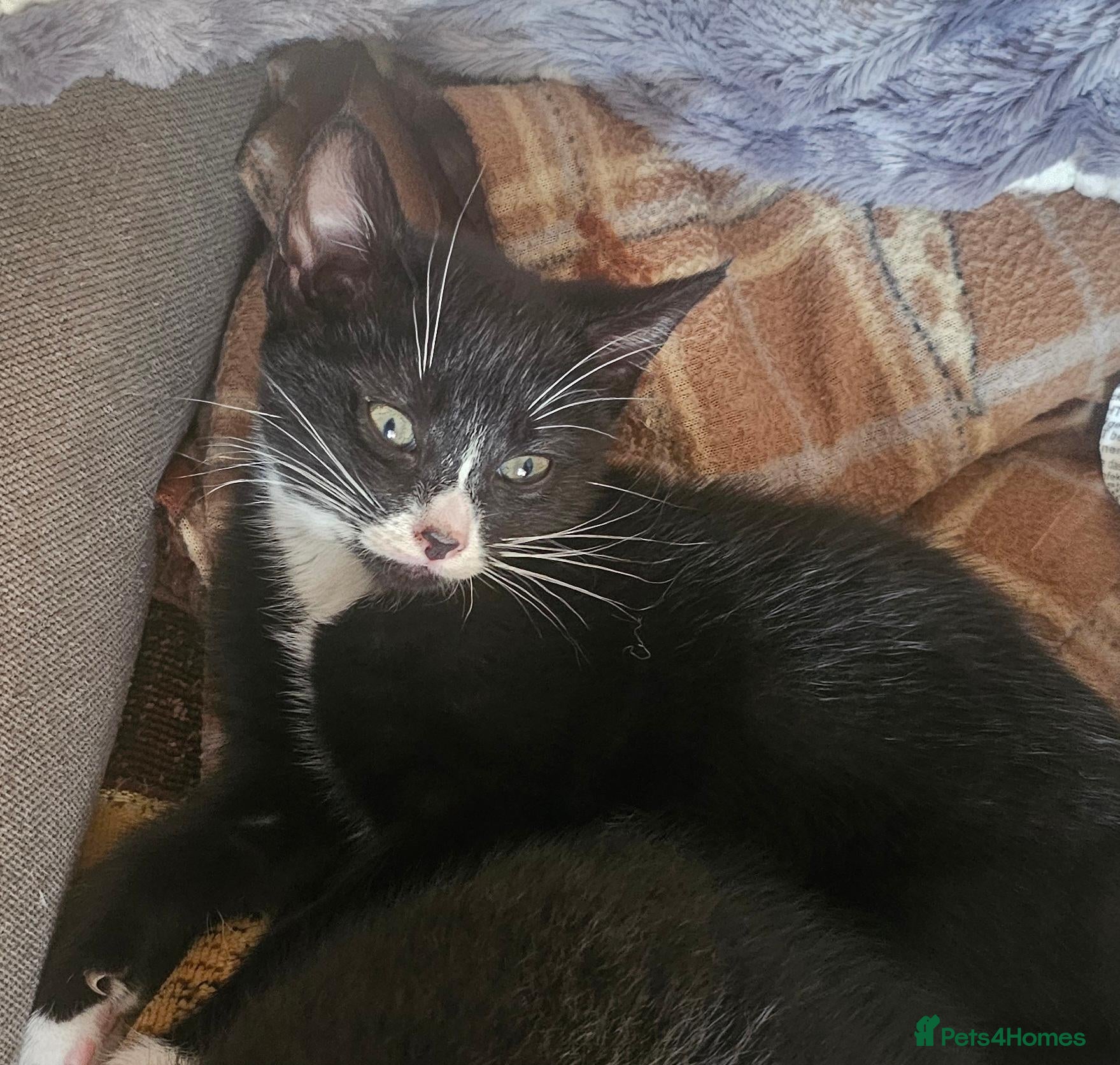 Mixed Breed cats Only 1 girl left 🐾 - Advert 2