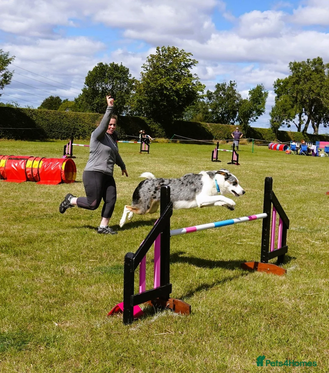 Border Collie dogs for stud: (provide) tr blue Merle border collie  in Otley - Advert 7