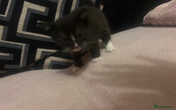 Domestic Shorthair cats for sale: 3 kittens looking for there forever homes 💗 - Image 4