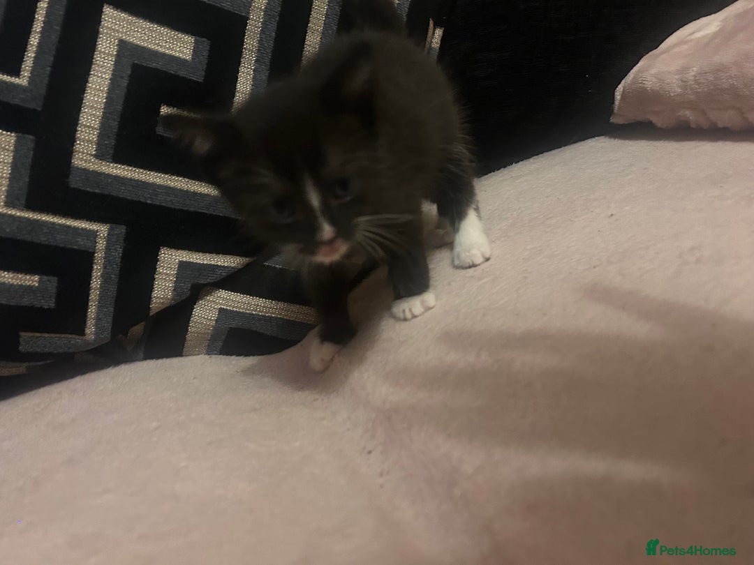 Domestic Shorthair cats for sale: 3 kittens looking for there forever homes 💗 - Image 4