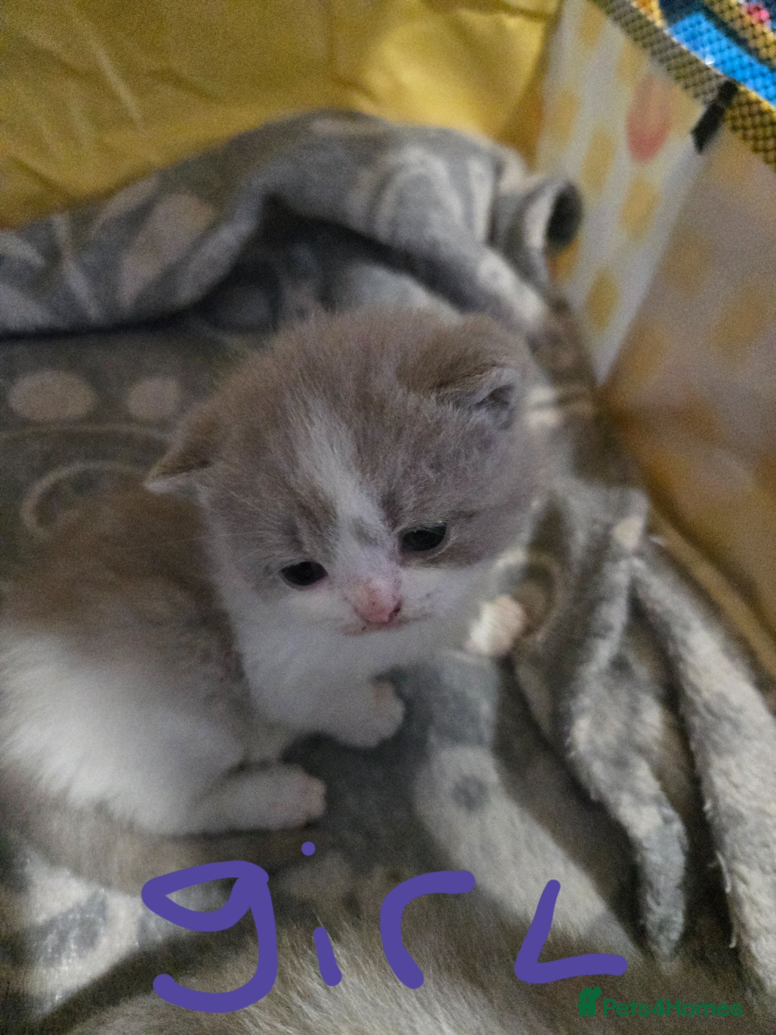 British Shorthair cats  British shorthair only 1 girl and 1 boys left - Advert 17