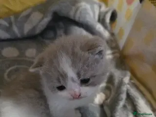 British Shorthair cats British shorthair only 1 girl and 1 boys left - Advert 17