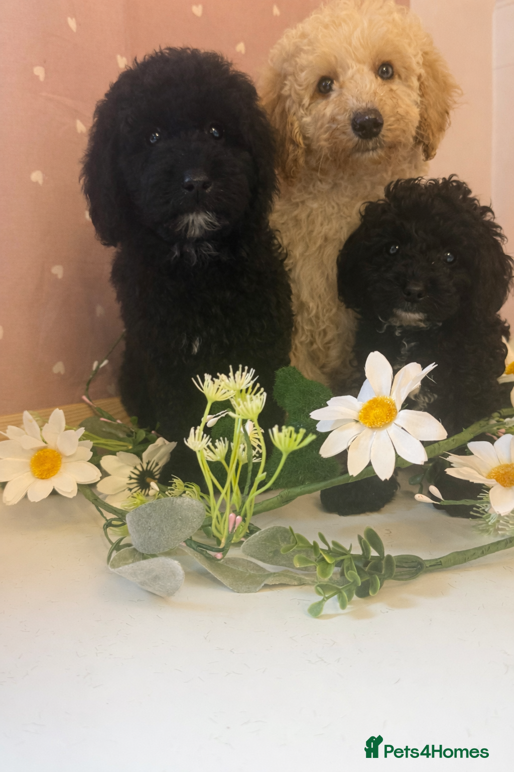 Labradoodle dogs Health tested labradoodles 🥰 - Advert 1