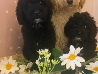 Labradoodle dogs Health tested labradoodles 🥰 - Advert 1