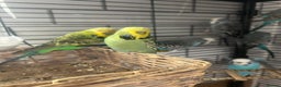 Budgerigars birds for sale: Colourful budgies - Advert 4