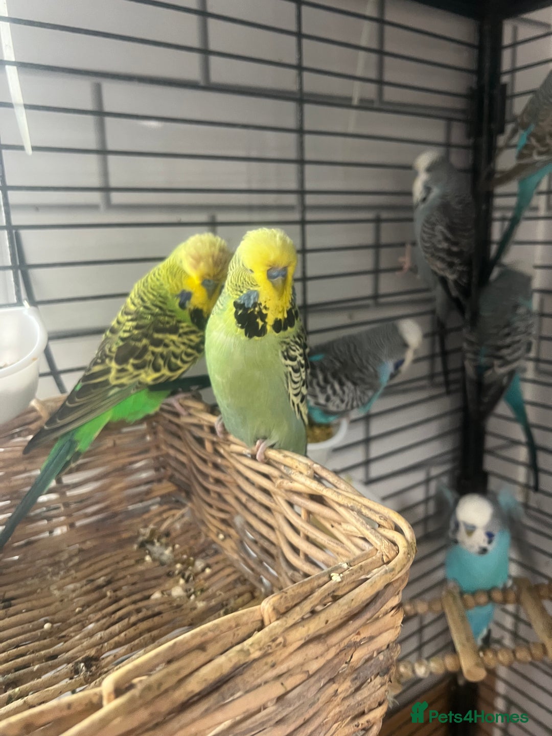 Budgerigars birds for sale: Colourful budgies - Advert 4