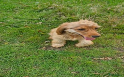Cocker Spaniel dogs for sale: Cocker spaniel  - Image 4