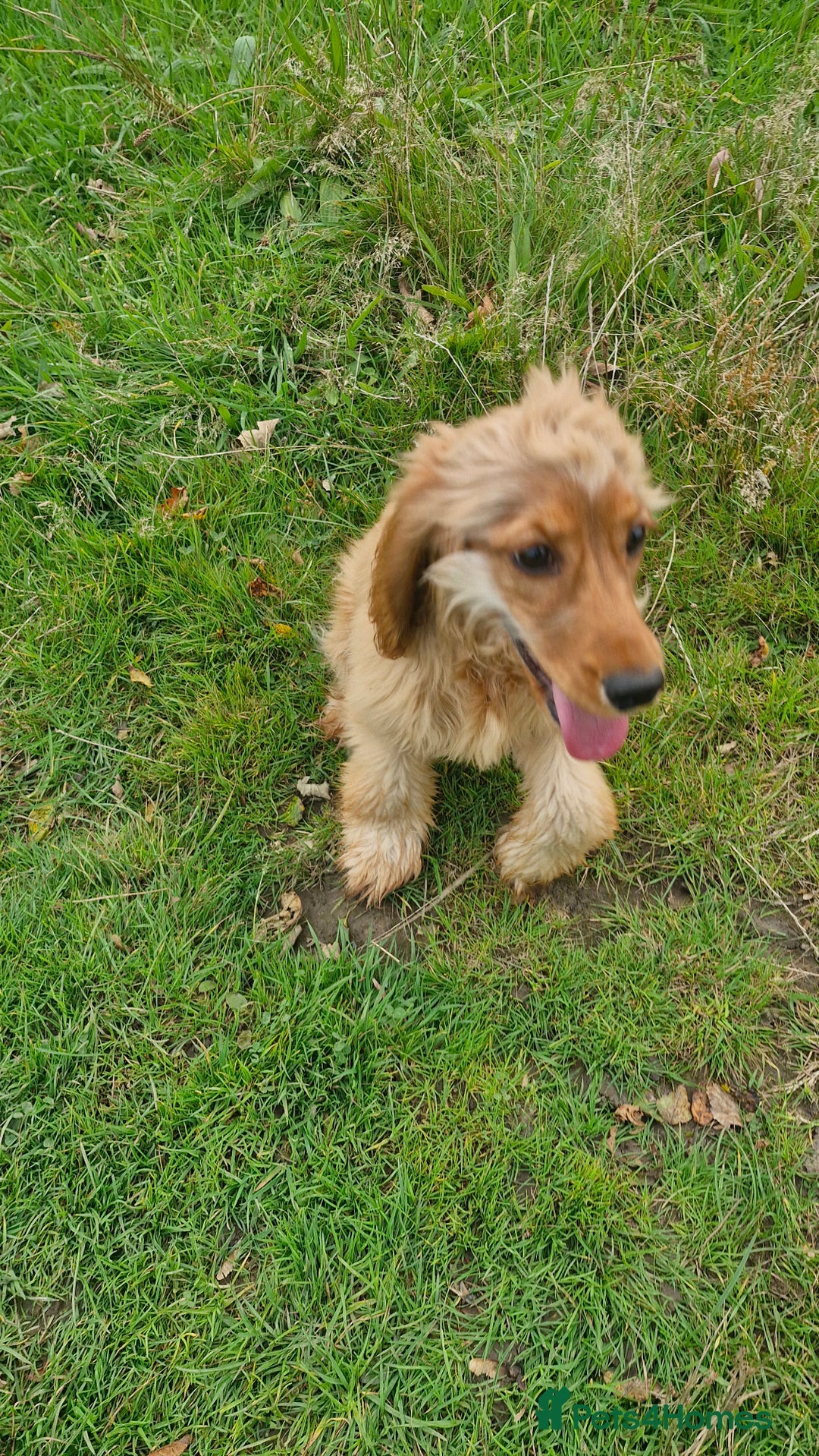 Cocker Spaniel dogs for sale: Cocker spaniel  - Image 4