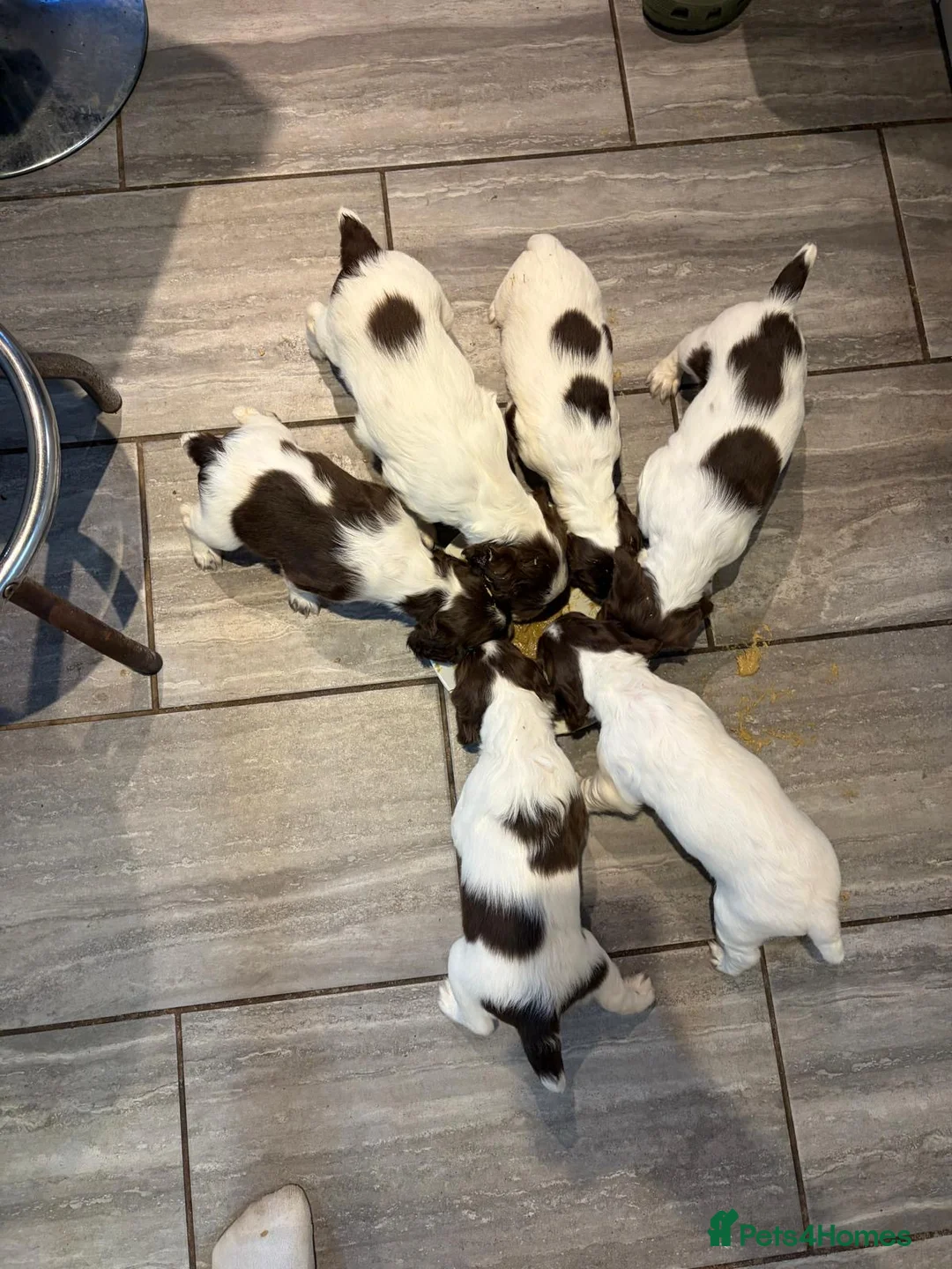 English Springer Spaniel dogs for sale: 4 springer spaniel dog puppies for sale - Advert 14