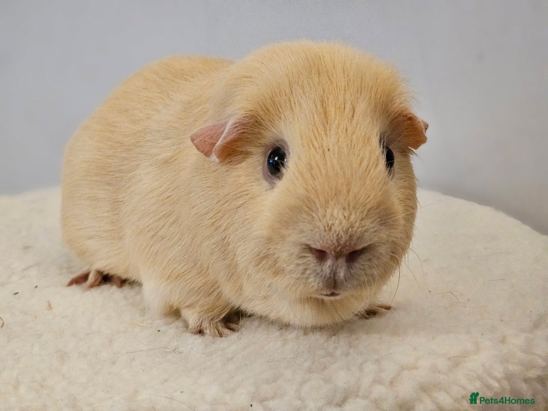 Guinea Pig rodents for sale: Purebred self cream and buff boars - Image 2