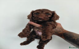 Doxiepoo dogs for sale: Beautiful fluffy Doxipoo puppies - Image 1