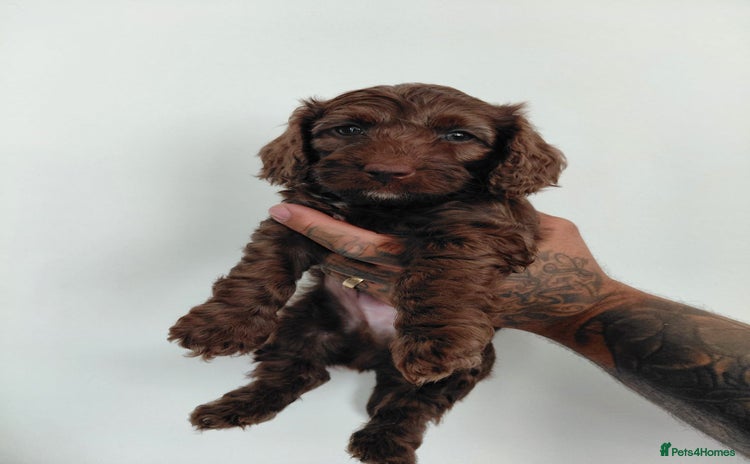Doxiepoo dogs - Advert 1