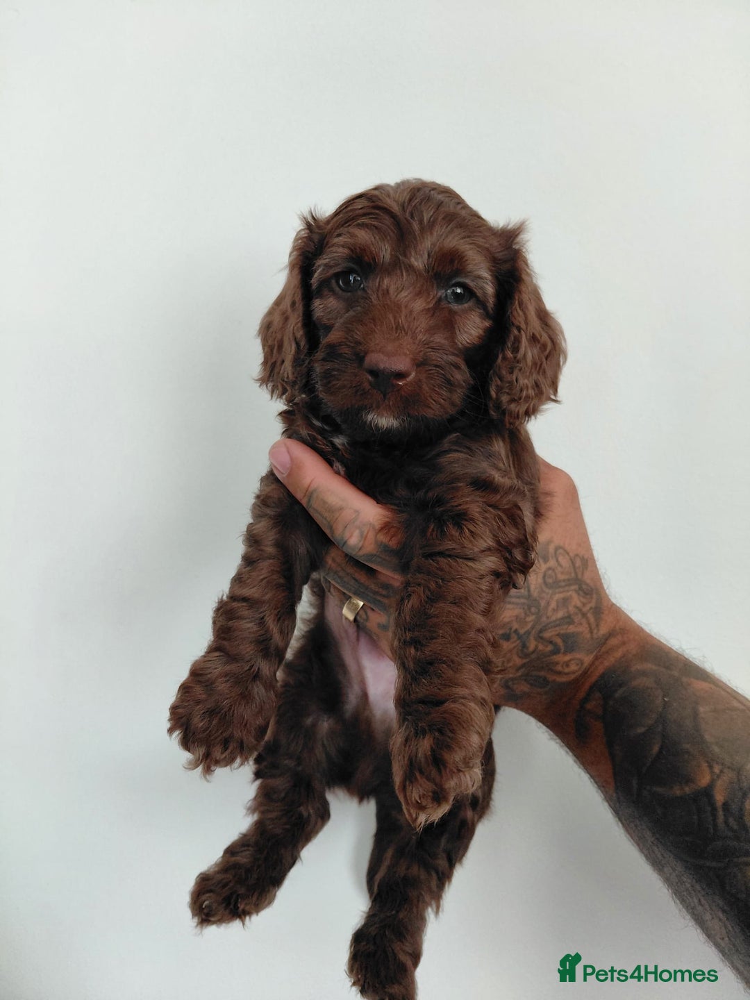 Doxiepoo dogs for sale: Beautiful fluffy Doxipoo puppies - Image 1