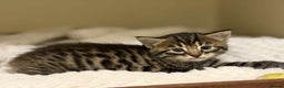Mixed Breed cats for sale: Beautiful Half Bengal kittens - Advert 14