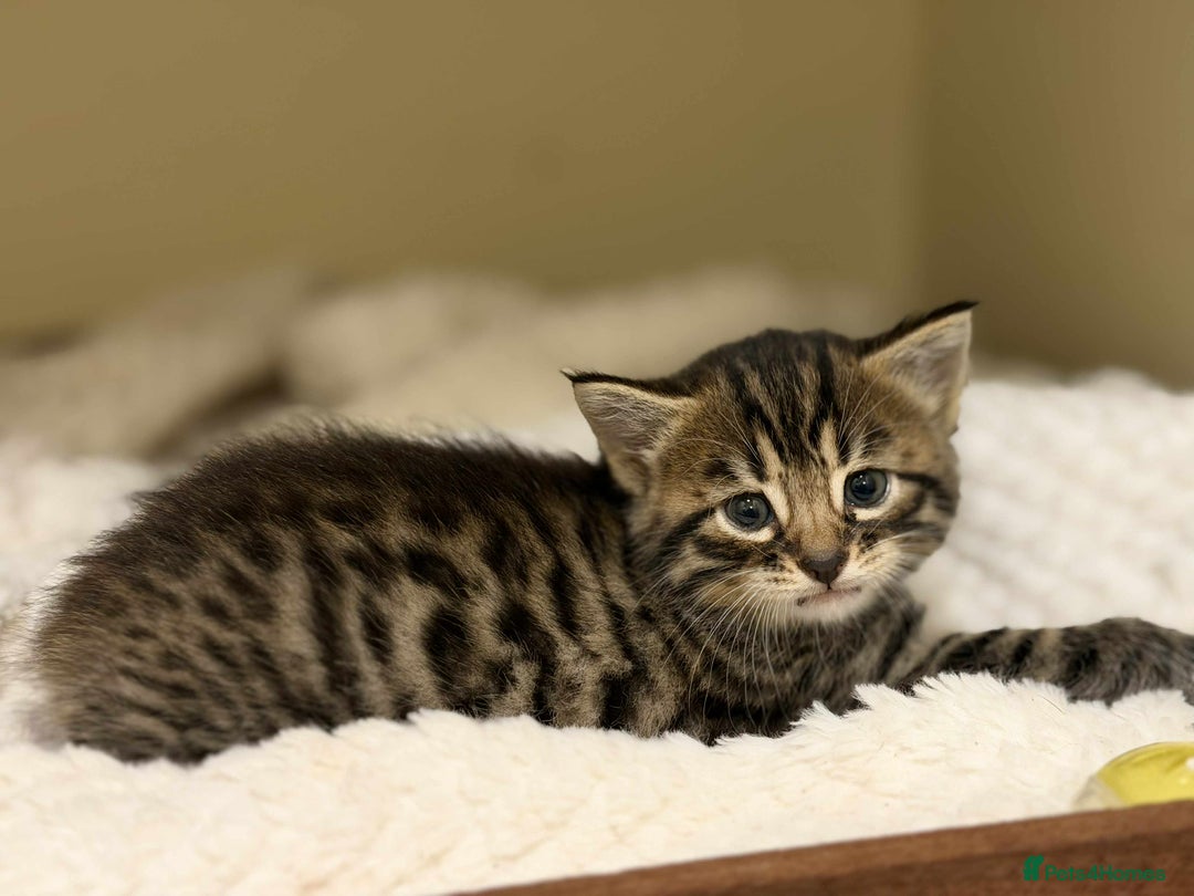 Mixed Breed cats for sale: Beautiful Half Bengal kittens - Advert 14