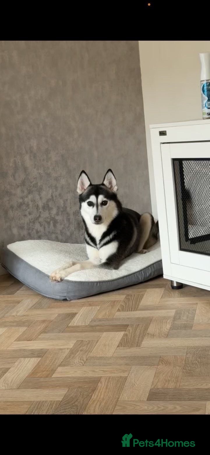 Siberian Husky dogs Siberian husky Nala - Advert 1