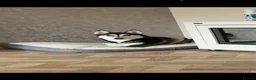 Siberian Husky dogs for sale: Siberian husky Nala - Advert 1