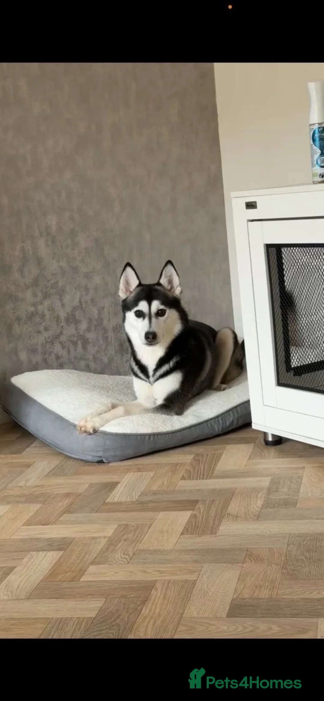 Siberian Husky dogs for sale: Siberian husky Nala - Advert 1