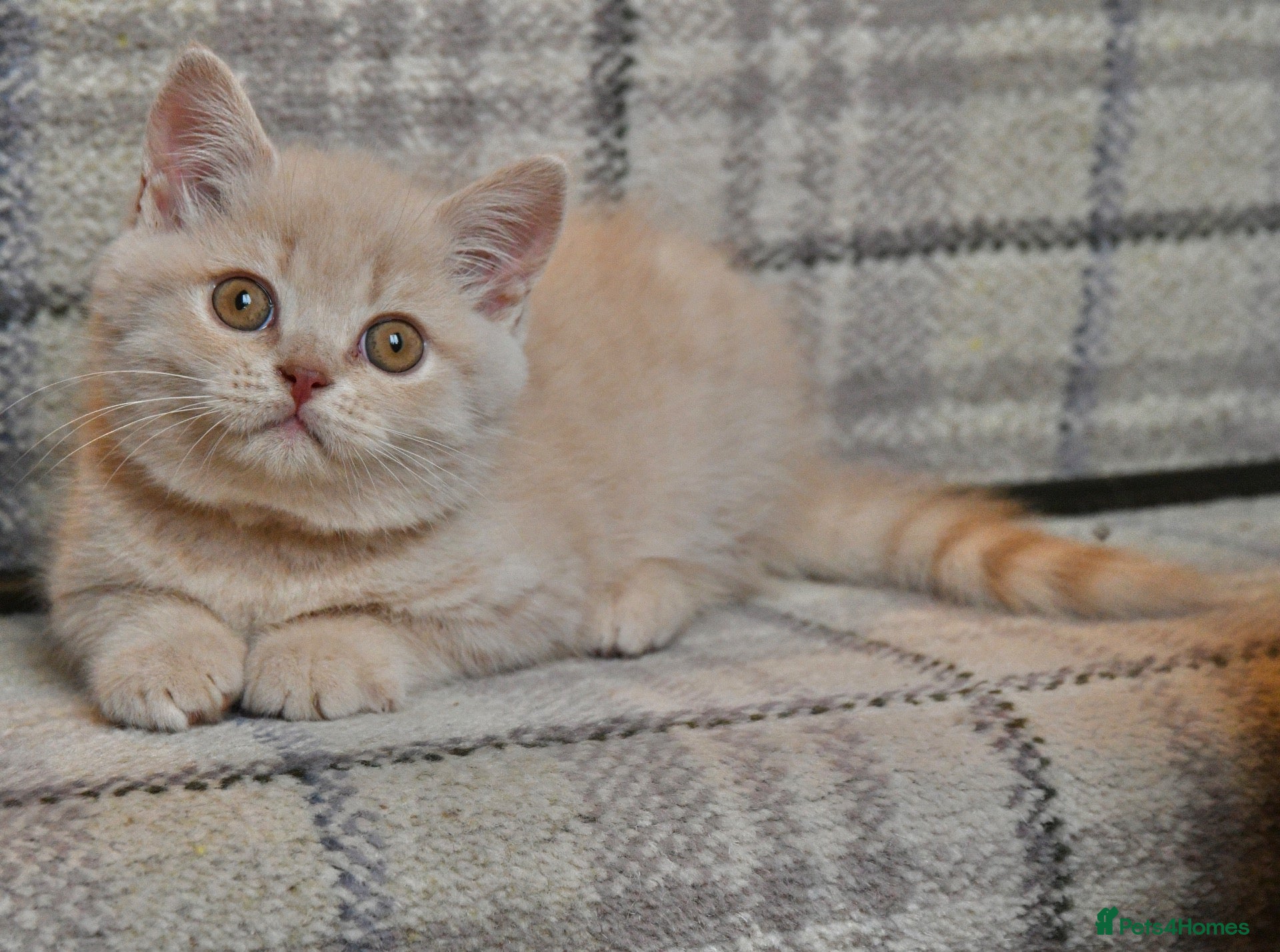 British Shorthair cats Stunning Cream British Shorthair girl - Advert 1