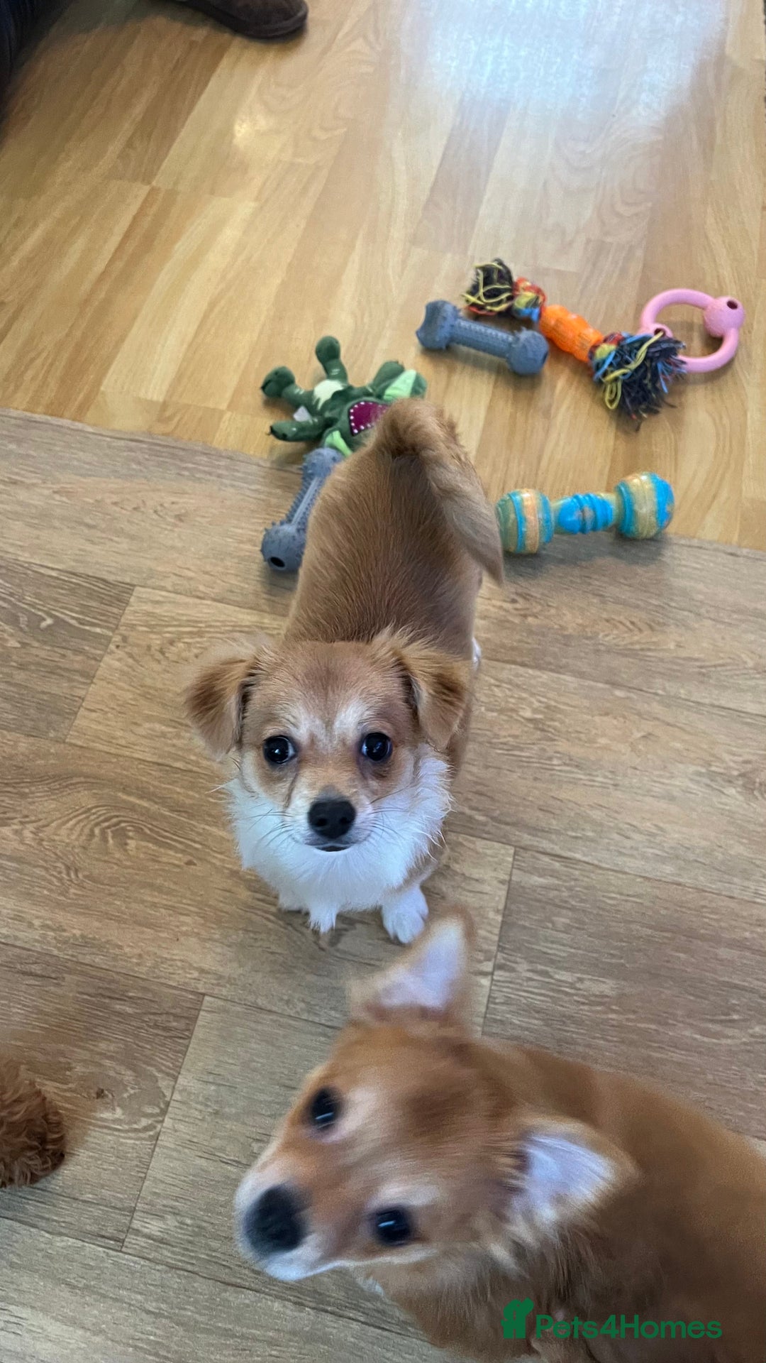 Pomchi dogs for sale: Pomchi's  - Advert 8