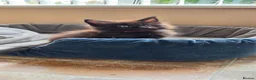 Maine Coon cats for sale: Two beautiful Maine Coon Kittens  in Ashford - Advert 16