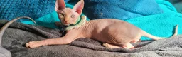 Sphynx cats for sale: Last Canadian Sphynx looking for his forever home - Advert 24
