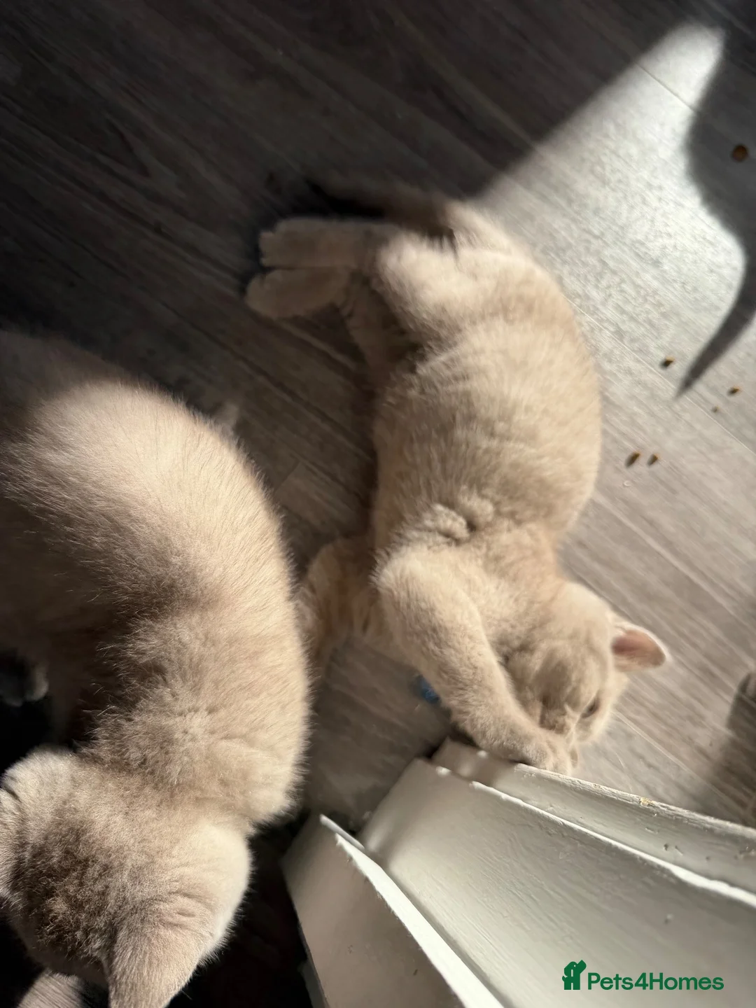 British Shorthair cats for sale: Grey British Shorthair Kittens  in London - Advert 1