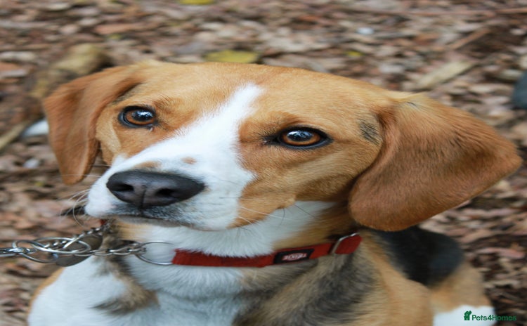 Beagle dogs - Advert 1