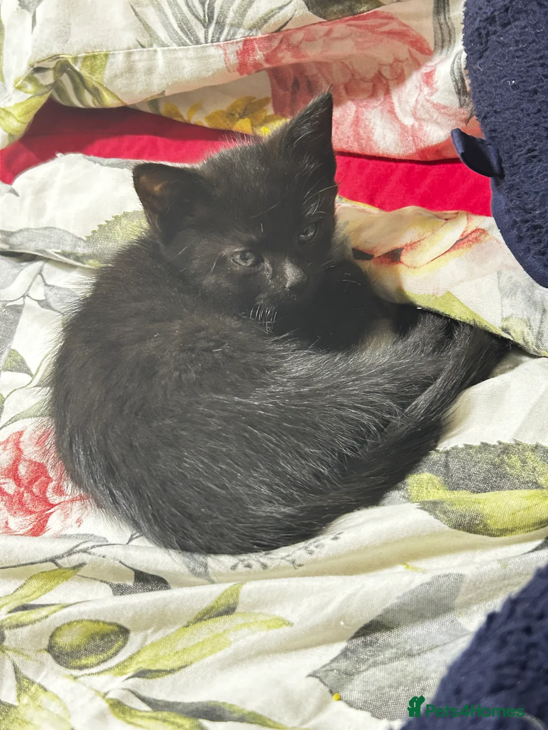 Turkish Van cats for sale: Kittens turkish Van  - Advert 8