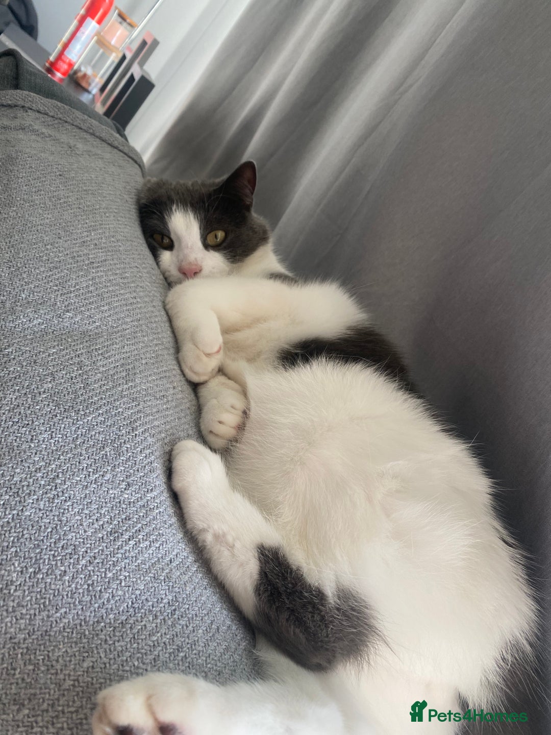 Mixed Breed cats for sale: Archie - Neutered Male House Cat  - Advert 6