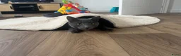 Mixed Breed cats for sale: Mixed breed grey male cat  - Advert 5