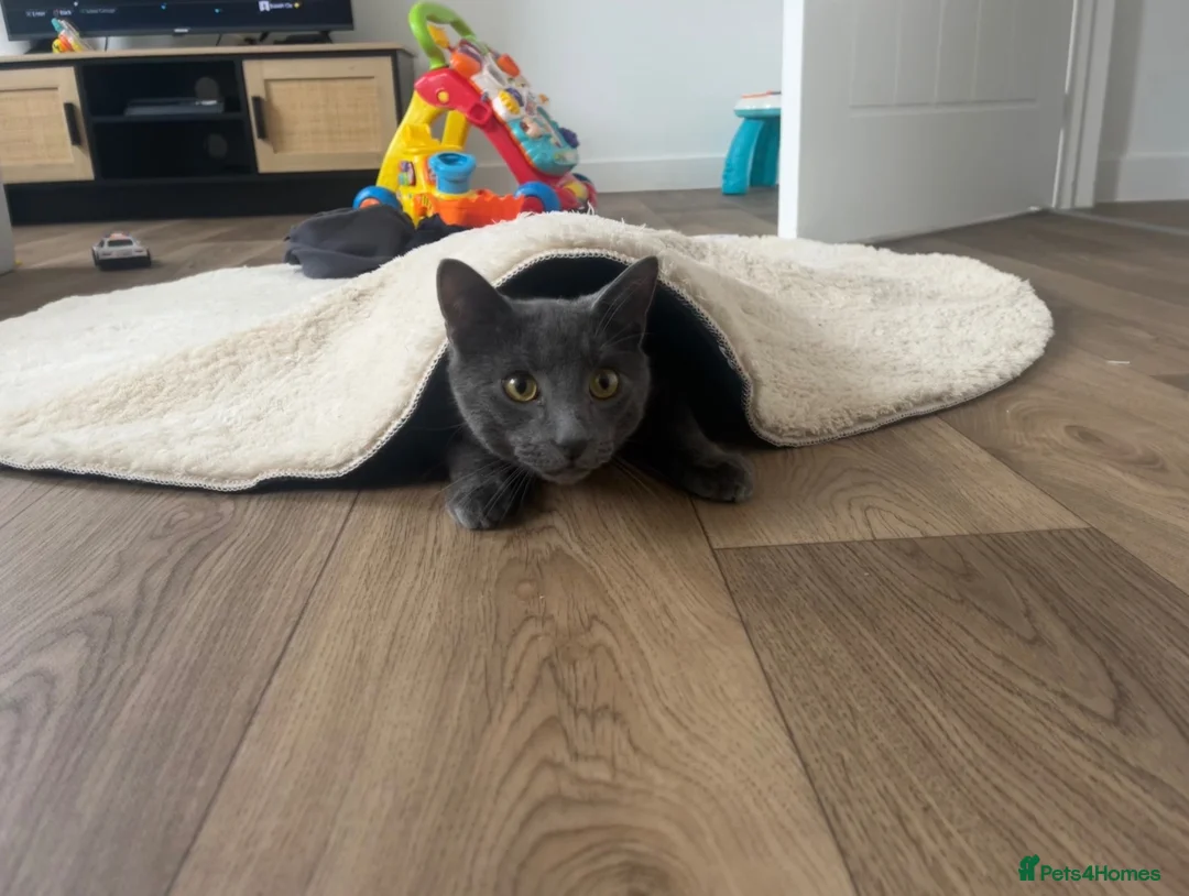 Mixed Breed cats for sale: Mixed breed grey male cat  - Advert 5