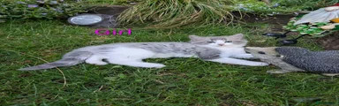 Siberian 3