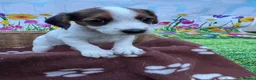 Jack Russell dogs for sale: jack Russell puppys 4💙. 6🩷 - Advert 7