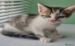 Ragdoll cats for sale: Cute little Tabbies with part Ragdoll - Image 3