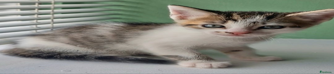 Ragdoll Kitten 2