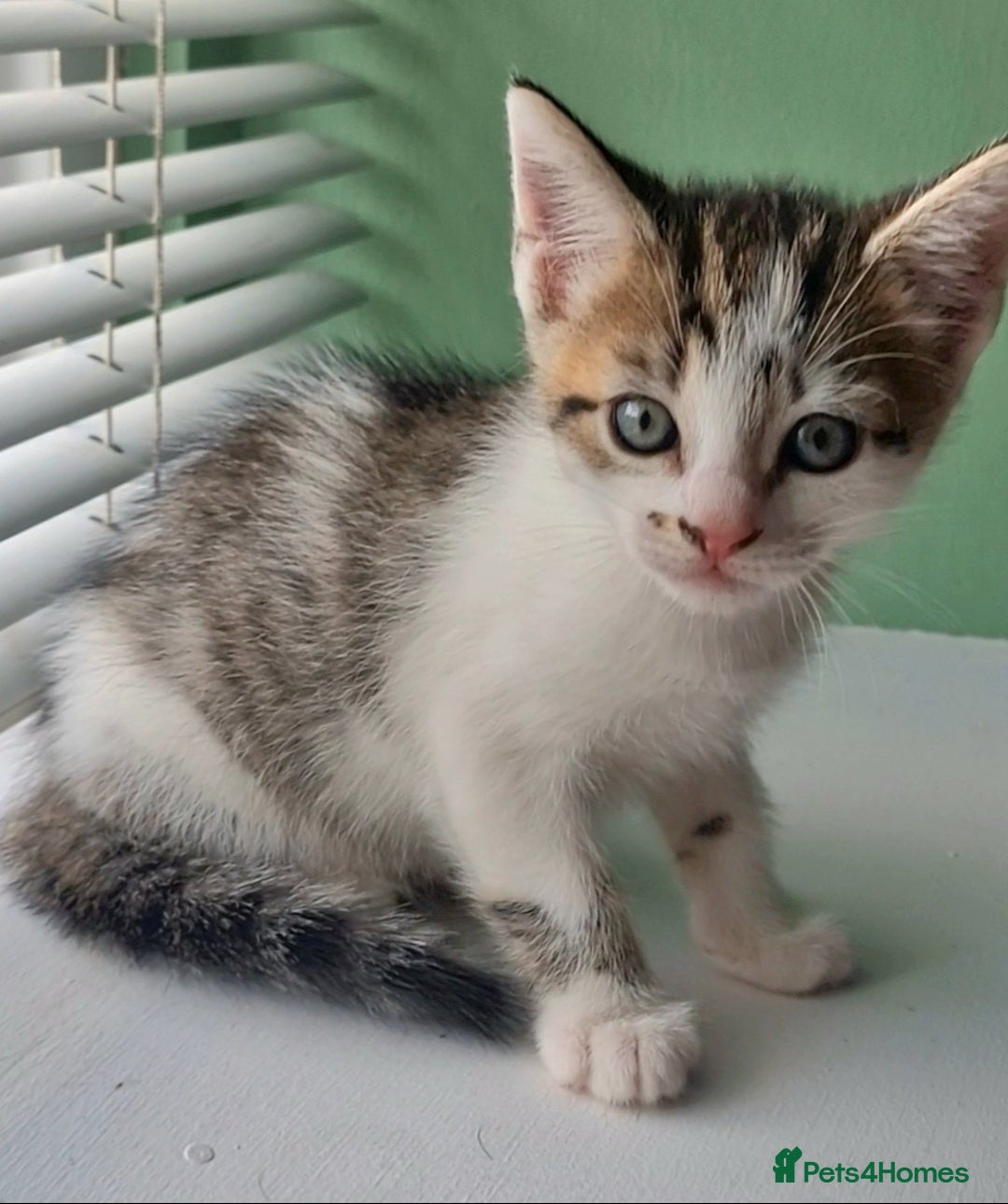 Ragdoll cats for sale: Cute little Tabbies with part Ragdoll - Image 3