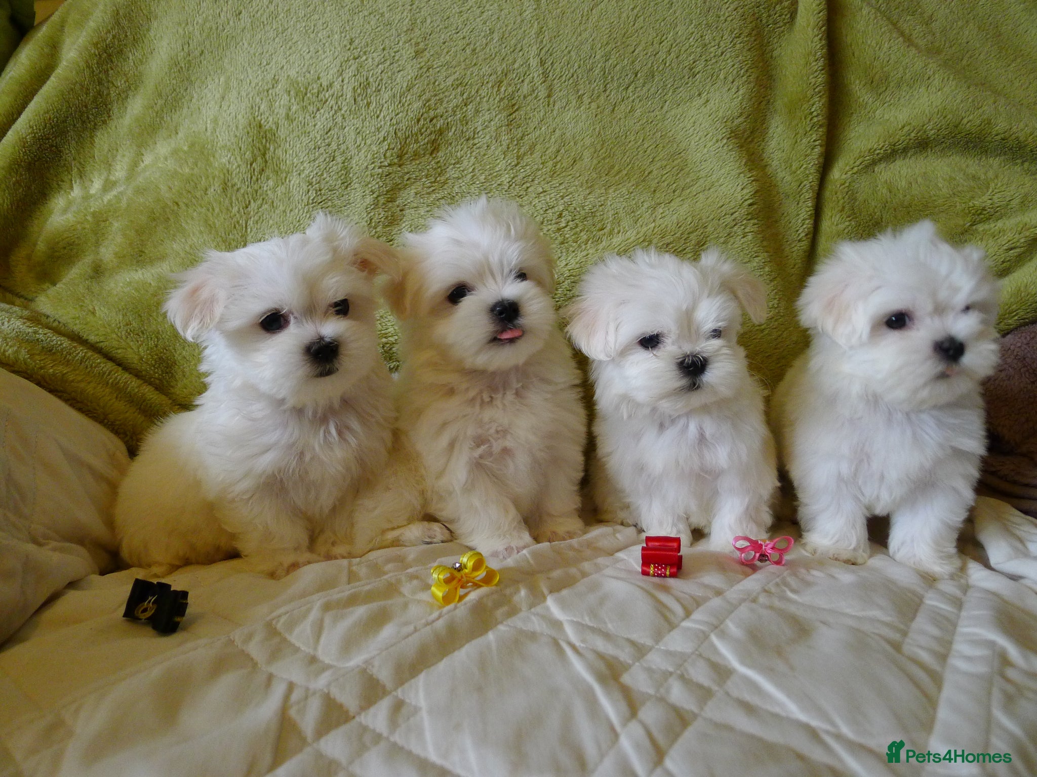 Maltese dogs KC MALTESE Puppies Males and Female - Advert 3