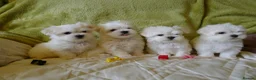Maltese dogs for sale: KC MALTESE Puppies Males and Female in Bristol - Advert 1
