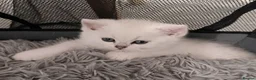 British Shorthair cats for sale: GCCF Champion Lines British Shorthair Black Tipped - Advert 7