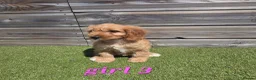 Cockapoo dogs for sale: 7 Adorable F1 Cockapoo pups ♥️🐕🐾 - Advert 24