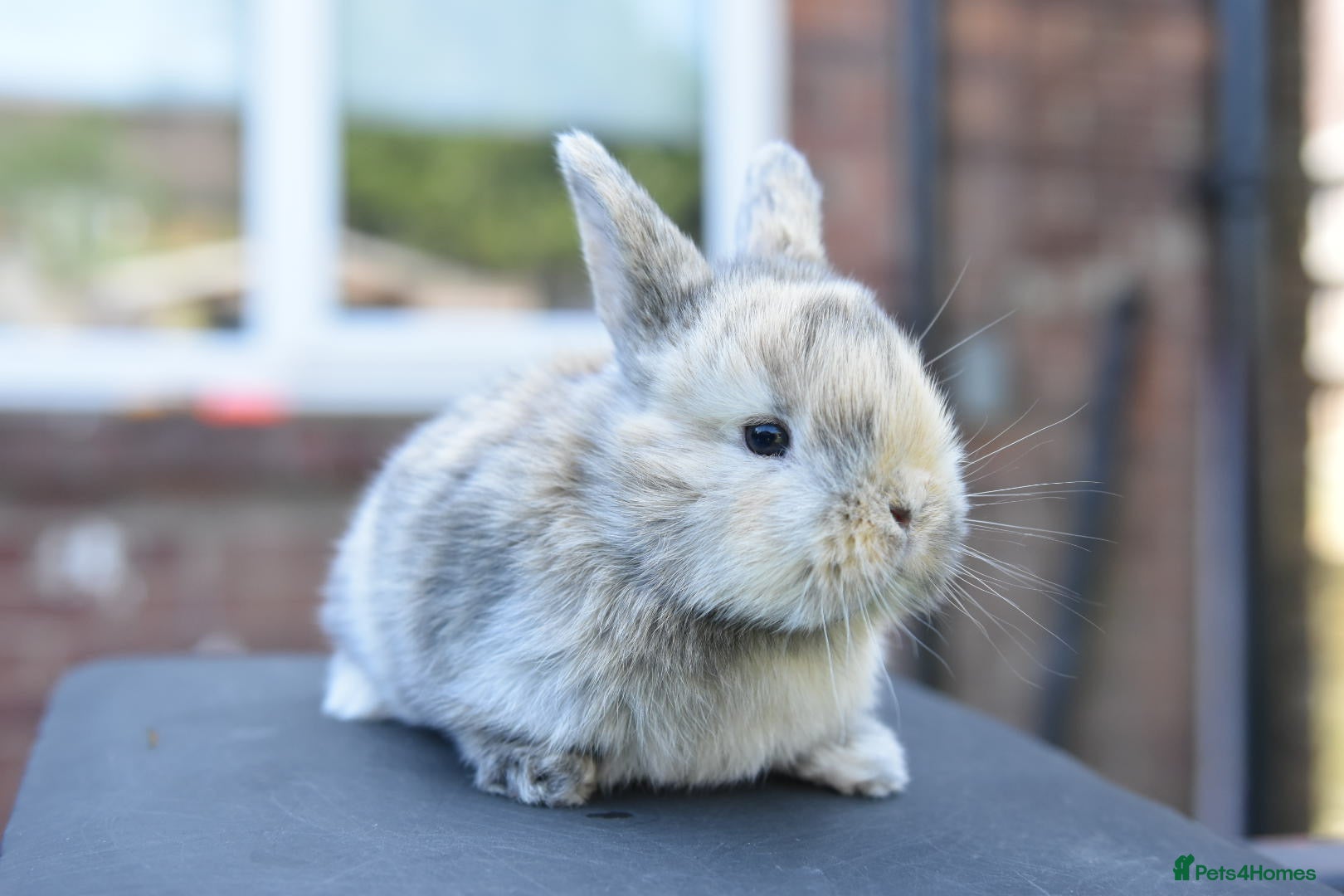 Lionhead rabbits for sale: Baby Lionhead x Lops Looking For New Home - Advert 11