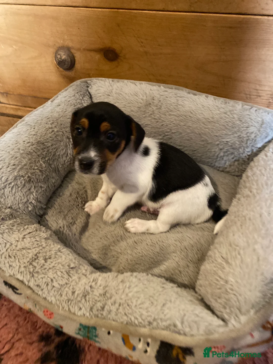 Jack Russell dogs for sale: Adorable Small Smooth Jack Russell Puppies - Advert 3