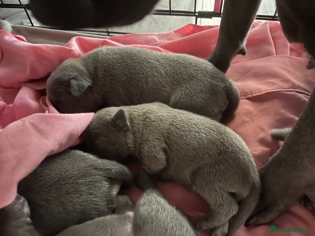 Staffordshire Bull Terrier dogs for sale: Blue Staffies For Sale - Image 5