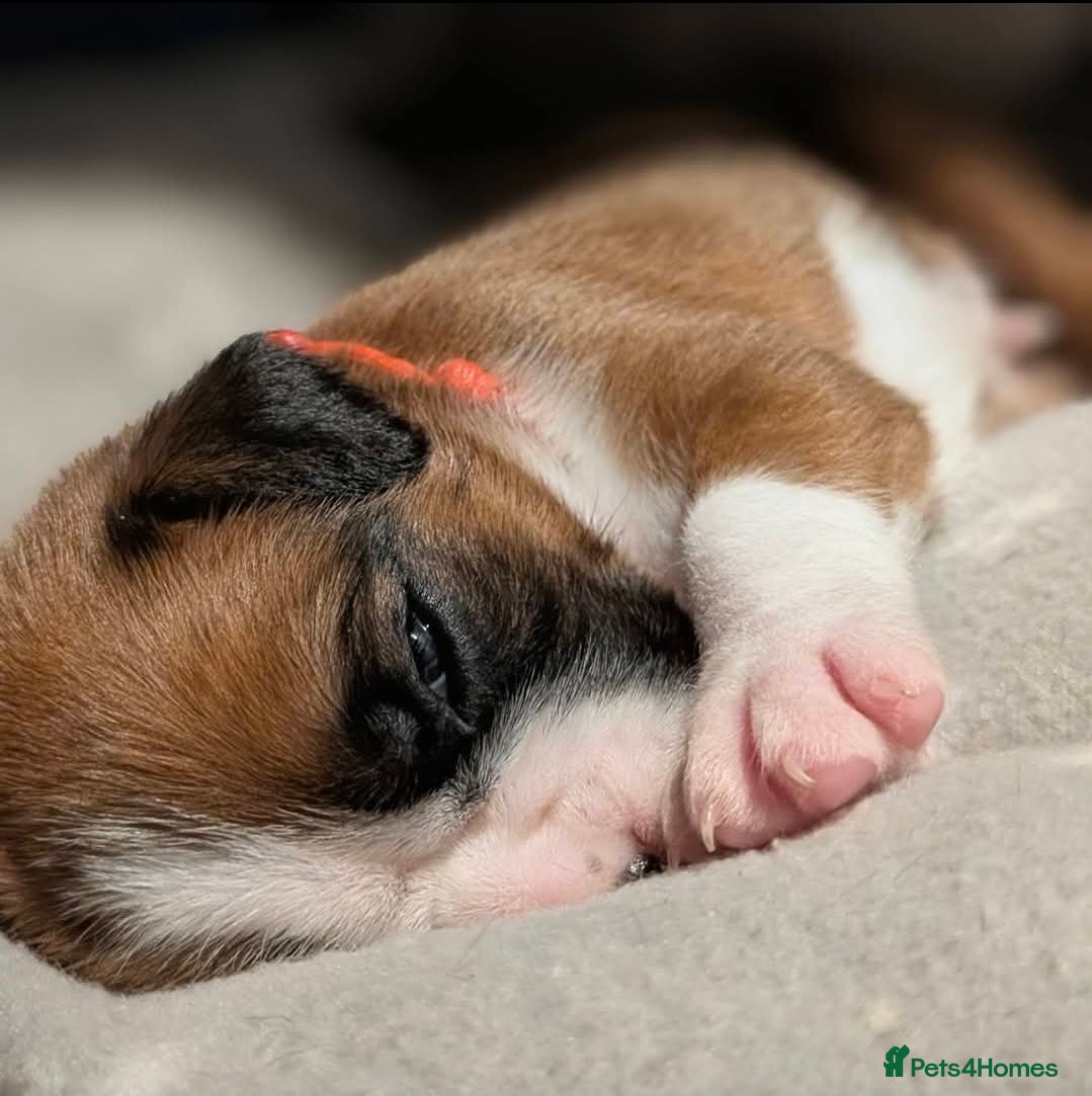 Boxer dogs for sale: 🐾✨ Stunning KC Registered Boxer Puppies ✨🐾 - Advert 4