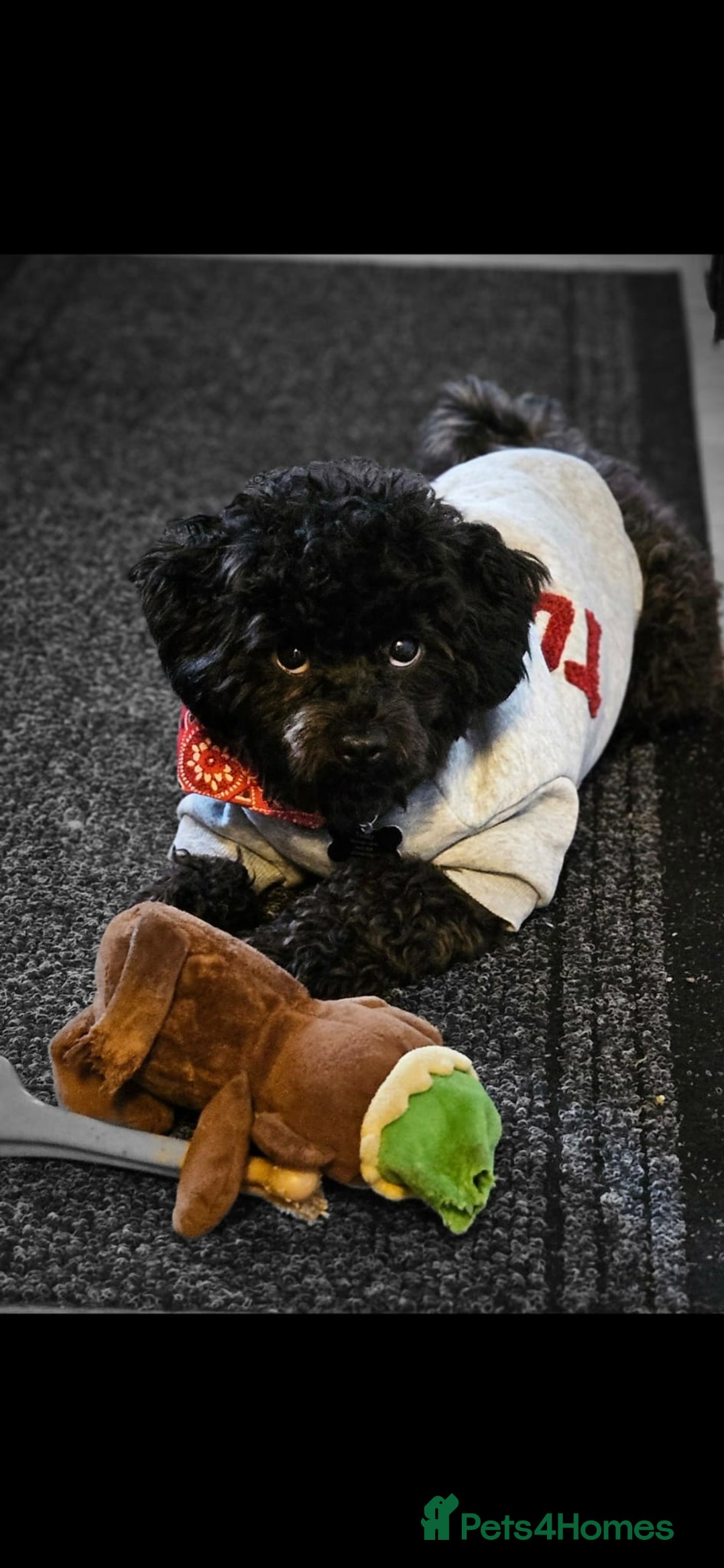 Shihpoo dogs for sale: Shihpoo male - Image 6