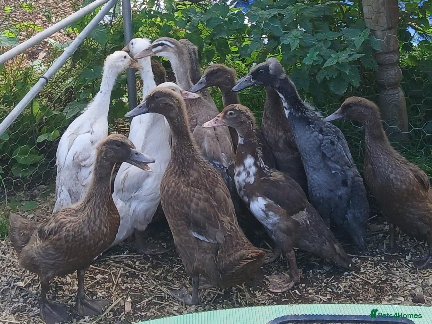 Ducks poultry Various female ducks - Advert 10