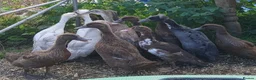 Ducks poultry for sale: Various female ducks - Advert 1